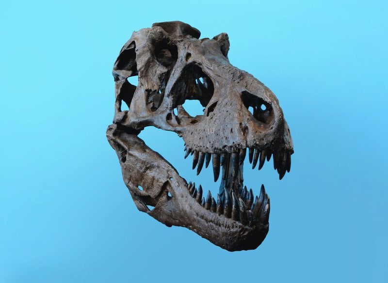 Why Kids’ Dinosaur Obsessions Actually Train the Developing Brain