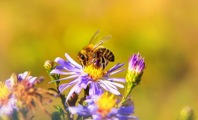 Insects That Start With H: Why Hornets and Hoverflies Surprise Scientists