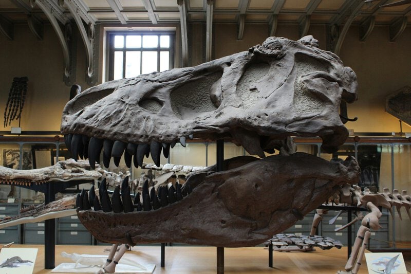 Why Kids’ Dinosaur Obsessions Actually Train the Developing Brain