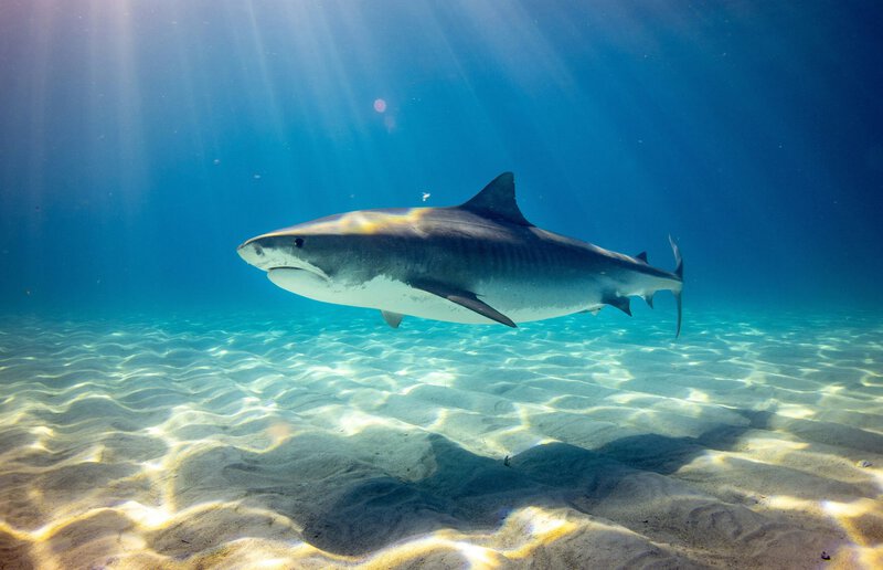 Sharks Make Clicking Sounds During Social Contact, Study Finds