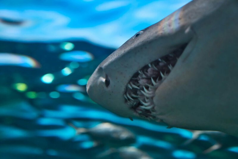 Sharks Make Clicking Sounds During Social Contact, Study Finds
