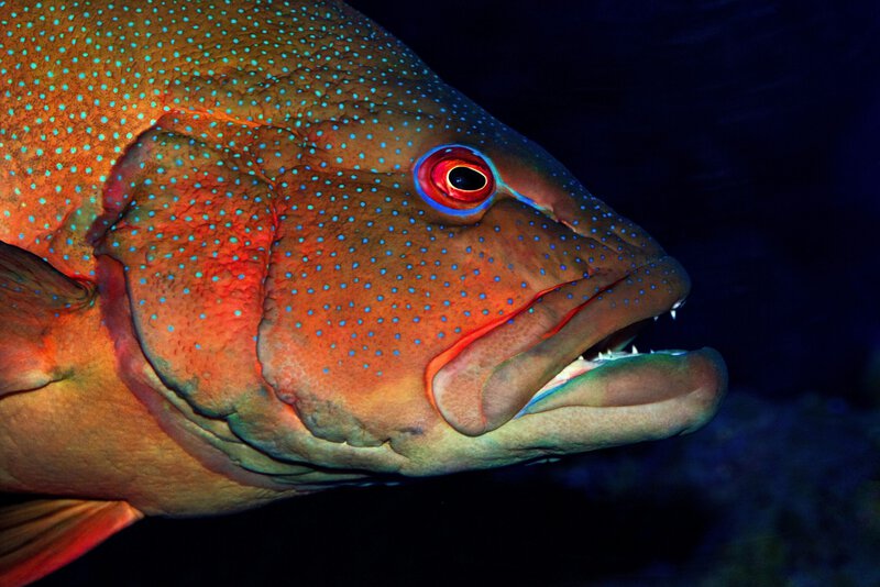 Deep-Sea Pressure Kills at 1,000 Feet — One Man Fished Above It on His Last Day