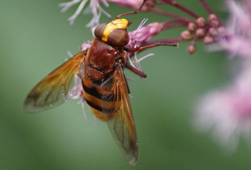 Insects That Start With H: Why Hornets and Hoverflies Surprise Scientists