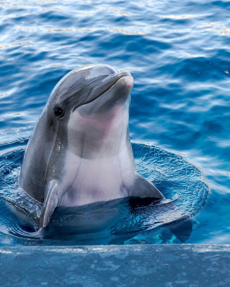 Dolphin Captivity Rewires the Brain: What Decades of Research Found