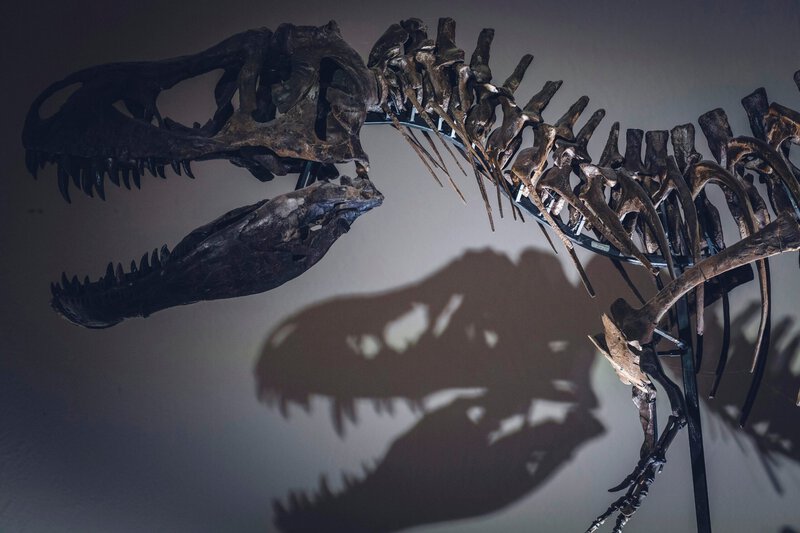 What Dinosaurs Really Looked Like: Lips, Feathers, and Science’s Biggest Fixes