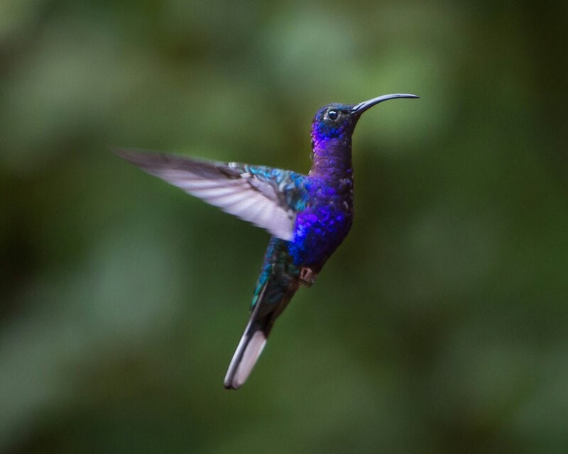 Hummingbird Pollination Doubles Bromeliad Speciation — Even Shaped the Pineapple