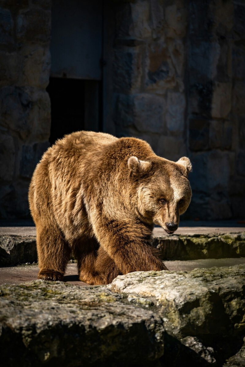 Portugal’s Ancient Brown Bears Shrank for Millennia &mdash; Humans Likely to Blame