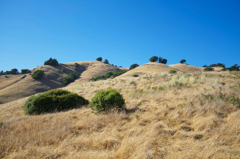 Wildfire Prevention Open Space: How $2M Protects San Mateo Neighborhoods