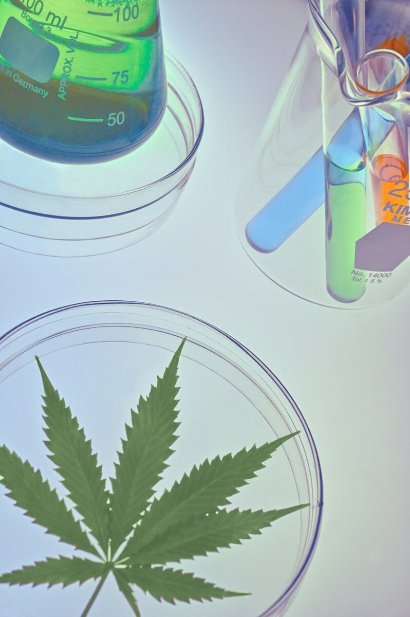 Cannabis Entourage Effect Is Real But Receptor-Specific, New Study Finds