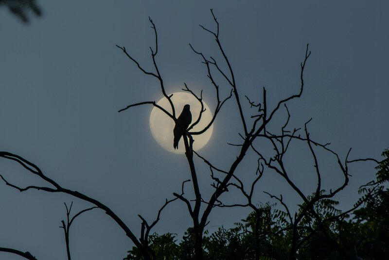 Thoth’s Sacred Ibis and Baboon Were Chosen Because They Look Like Moonlight