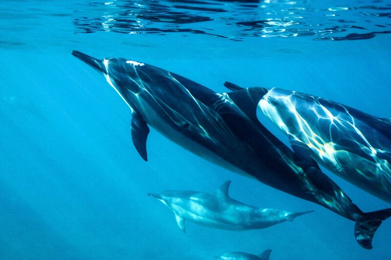 Dolphin Captivity Rewires the Brain: What Decades of Research Found