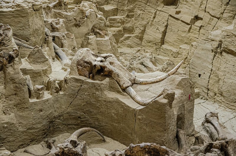 Ancient DNA Shows Ice Age Hunters Killed Female Woolly Mammoths 70% of the Time