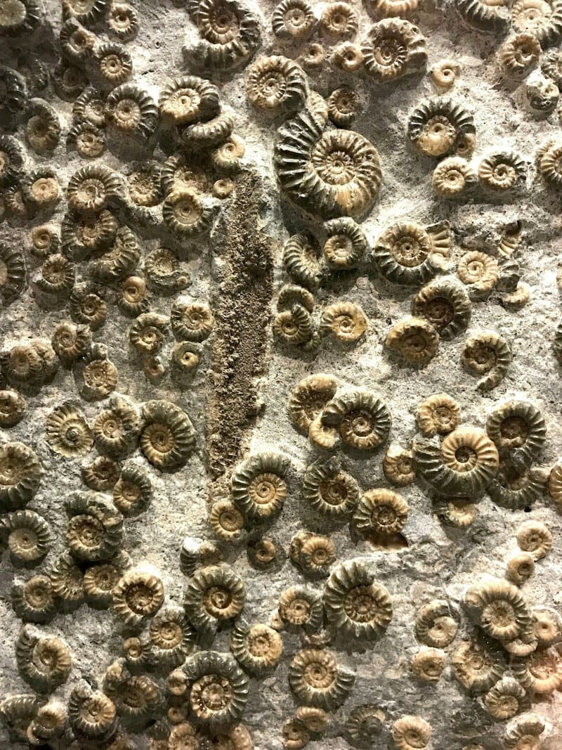 Penn Dixie Fossil Park: Split Open Shale and Keep a 375-Million-Year-Old Find