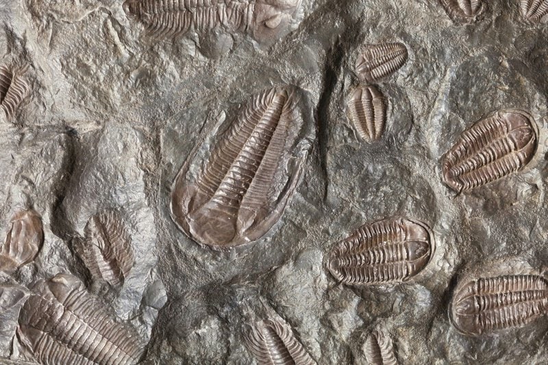 Penn Dixie Fossil Park: Split Open Shale and Keep a 375-Million-Year-Old Find