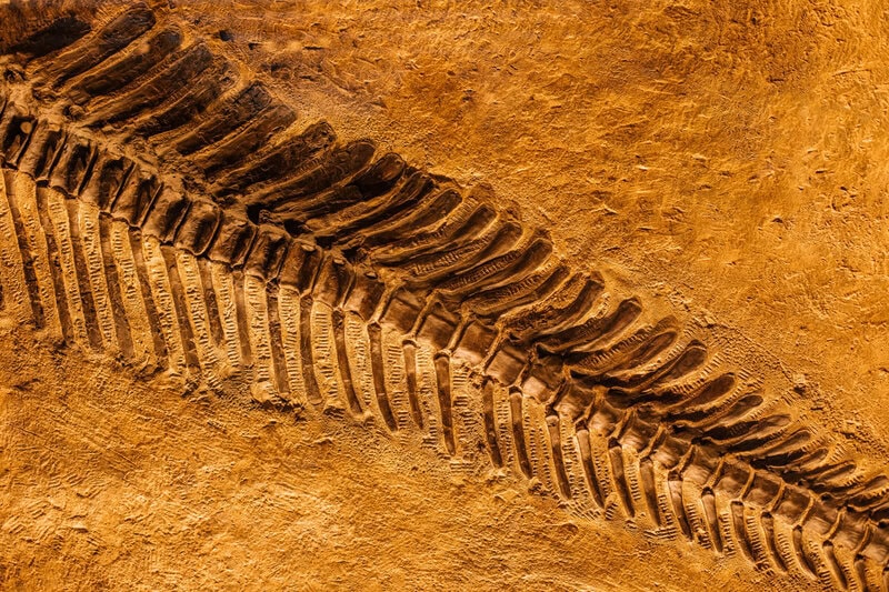167-Million-Year-Old Snake Fossil Rewrites When Legs Were Lost