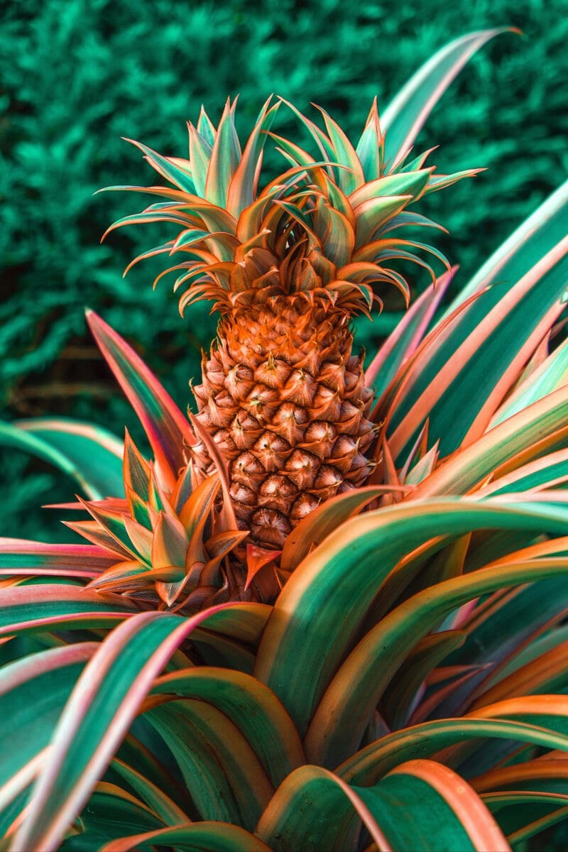 Hummingbird Pollination Doubles Bromeliad Speciation — Even Shaped the Pineapple