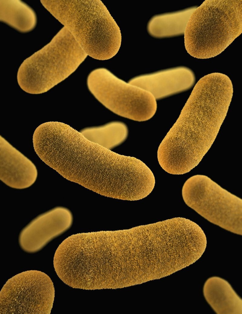 Fermented Cabbage Bacteria Bind 57% of Nanoplastics — and Double Excretion