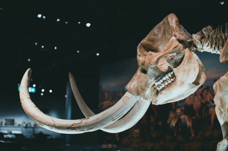 Ancient DNA Shows Ice Age Hunters Killed Female Woolly Mammoths 70% of the Time