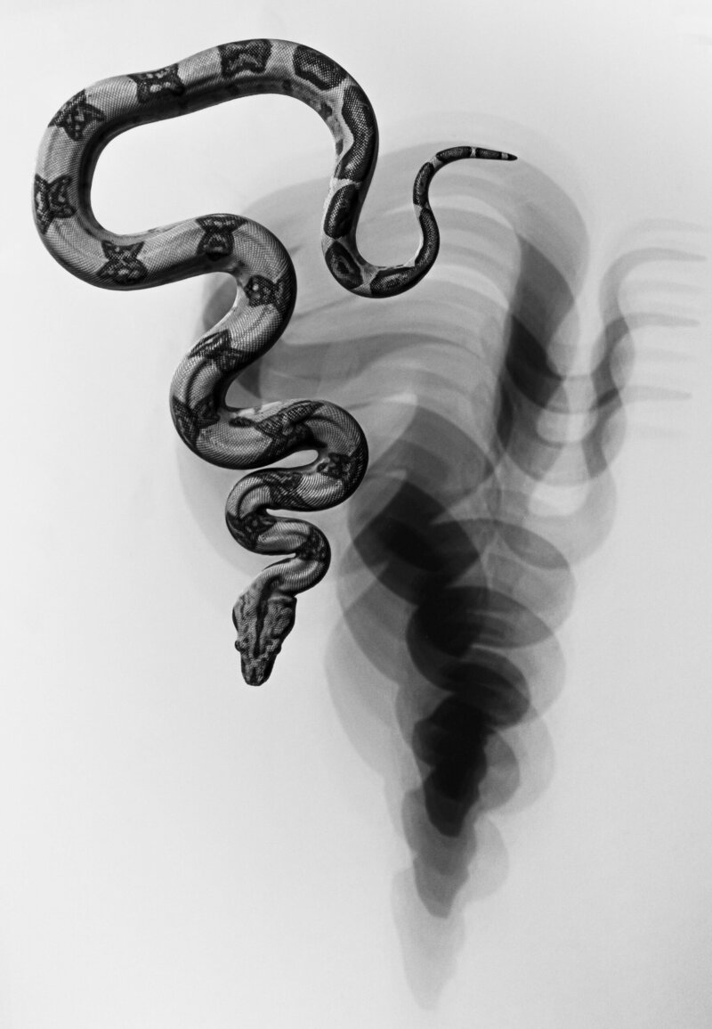 167-Million-Year-Old Snake Fossil Rewrites When Legs Were Lost
