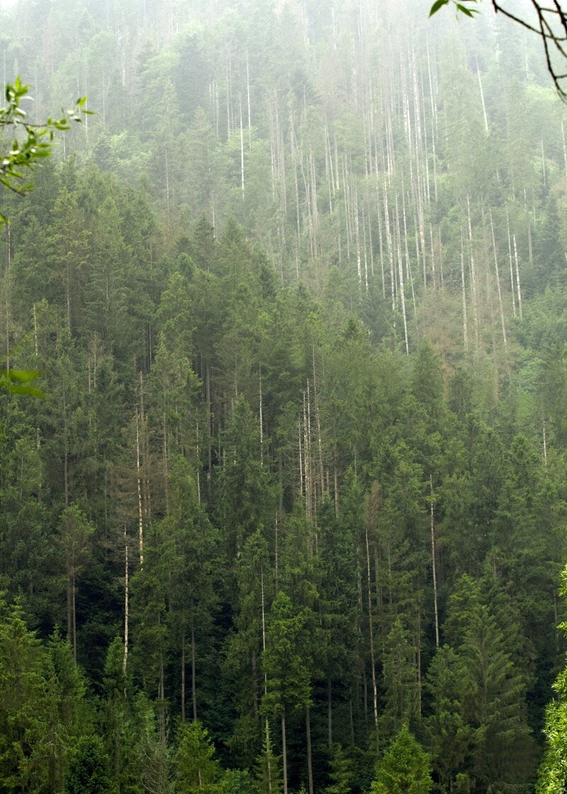 Clear-Cut Logging Can Make a 50-Year Flood Hit Every 3 Years