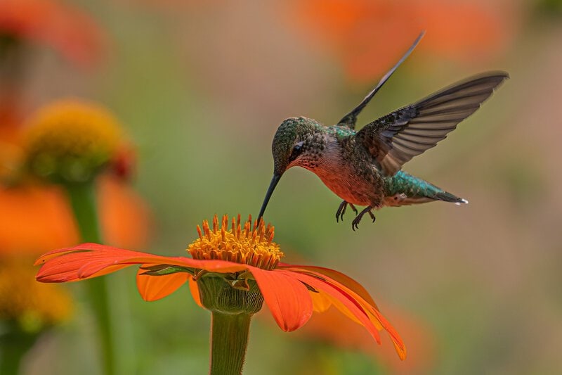 Hummingbird Pollination Doubles Bromeliad Speciation — Even Shaped the Pineapple