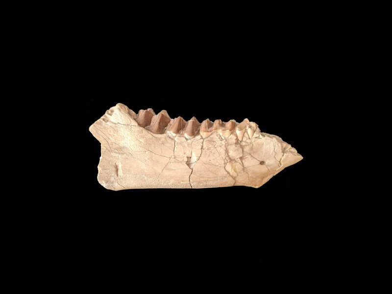 17-Million-Year-Old Ape Fossil in Egypt Upends Africa’s Human Origins Story