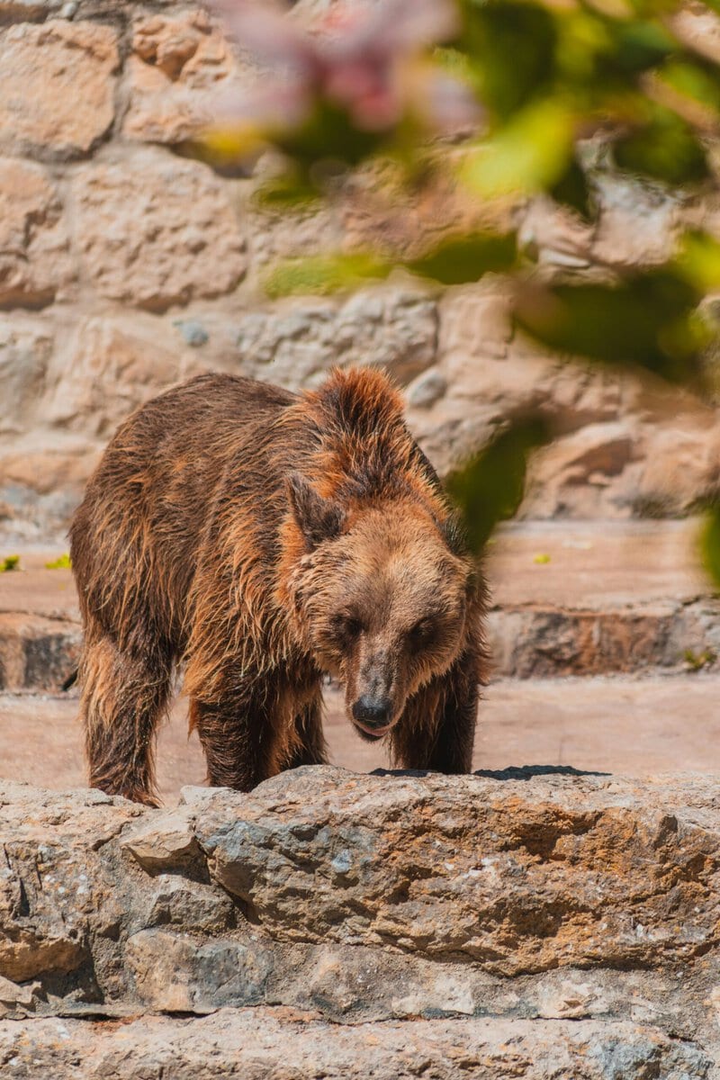Portugal’s Ancient Brown Bears Shrank for Millennia &mdash; Humans Likely to Blame