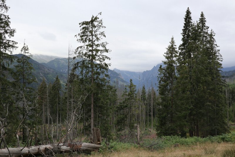 Clear-Cut Logging Can Make a 50-Year Flood Hit Every 3 Years