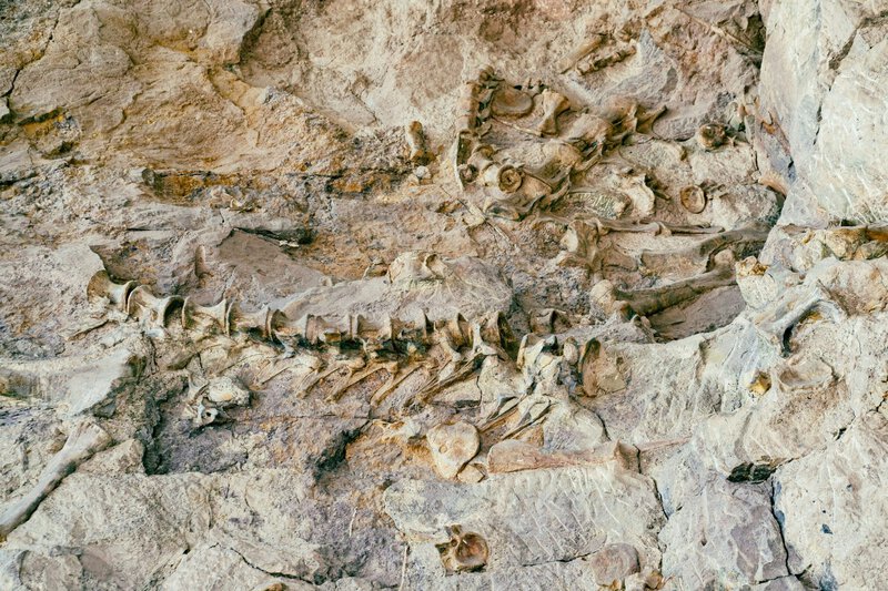 Dinosaur Bones Sold at Auction Hit $50M &mdash; Locking Scientists Out Forever