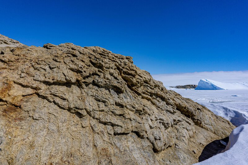 Antarctica’s First Dinosaur Fossil Spent 40 Years Mislabeled in a Drawer