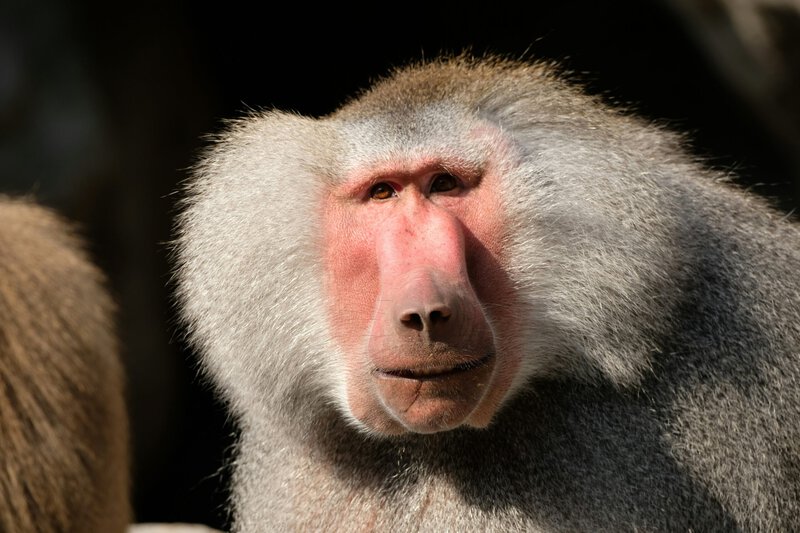 Thoth’s Sacred Ibis and Baboon Were Chosen Because They Look Like Moonlight