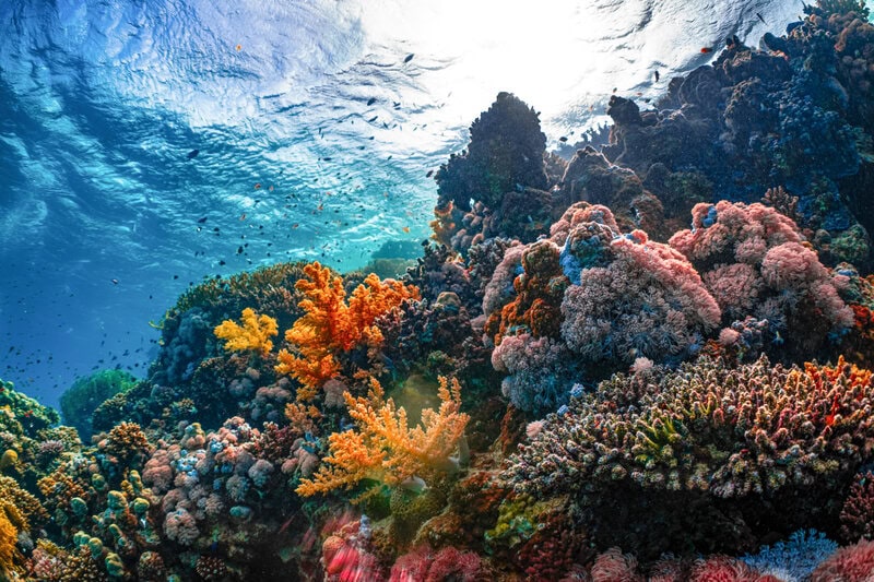 Species Presumed Extinct for 60 Years Found Alive by Underwater Drone