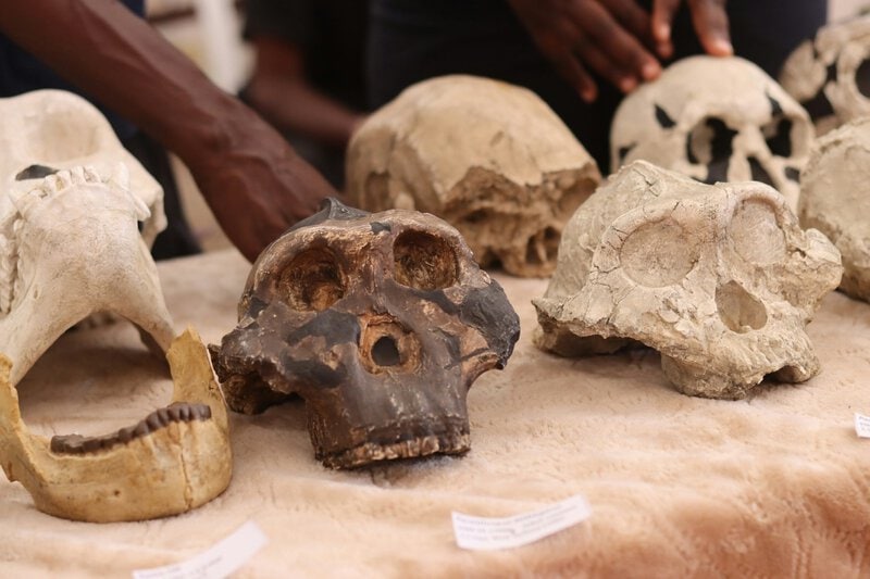 17-Million-Year-Old Ape Fossil in Egypt Upends Africa’s Human Origins Story