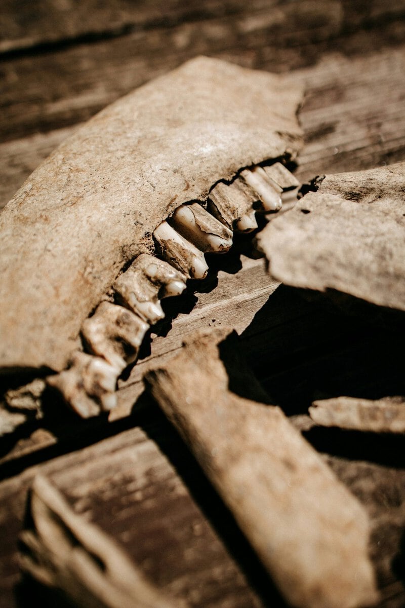 Ancient Smallpox Genomes Suggest the Virus Grew Deadlier Over Time