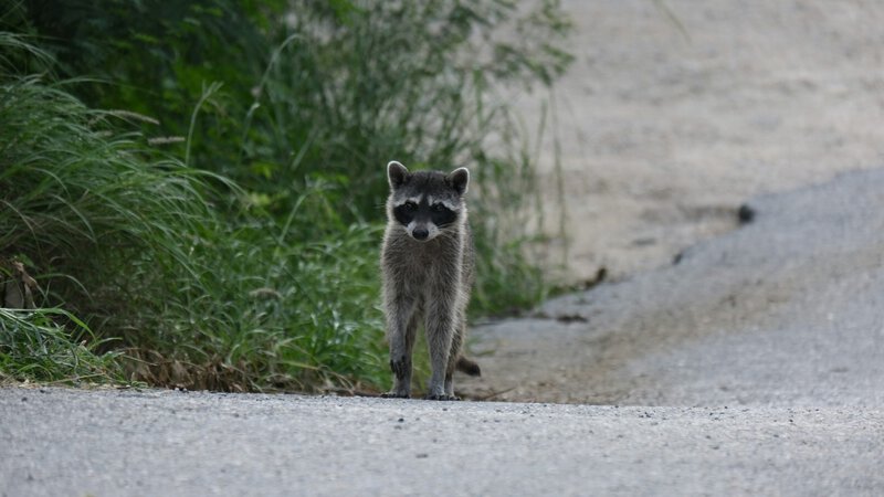 Viral Wildlife Fame Can Kill: What Jimothy’s Story Reveals