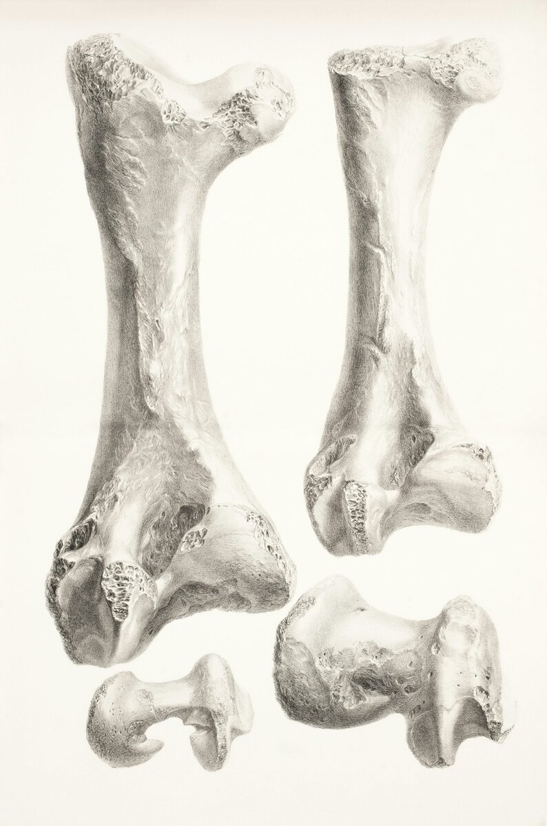Portugal’s Ancient Brown Bears Shrank for Millennia &mdash; Humans Likely to Blame