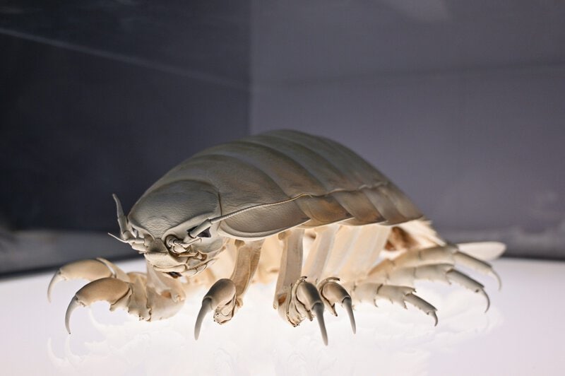 How Deep-Sea Giants Survive 5+ Years Without a Single Meal