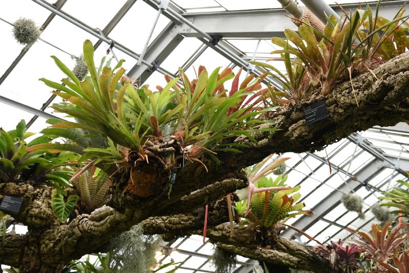 Hummingbird Pollination Doubles Bromeliad Speciation — Even Shaped the Pineapple