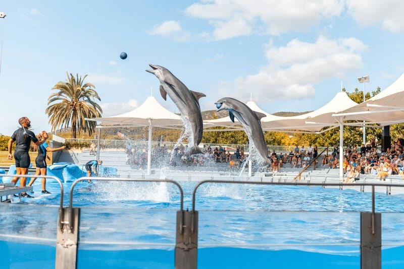Dolphin Captivity Rewires the Brain: What Decades of Research Found