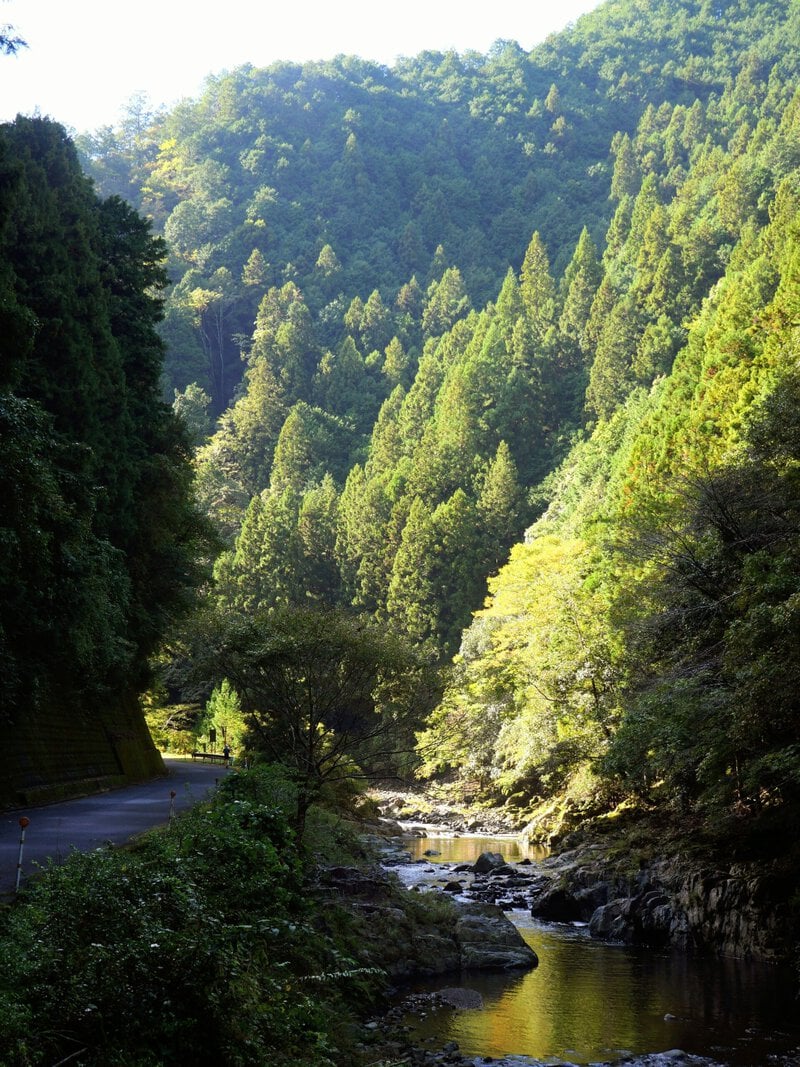 Ancient Japan Pilgrimage Trails Accidentally Built One of Earth’s Richest