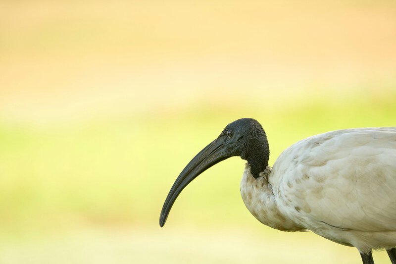 Thoth’s Sacred Ibis and Baboon Were Chosen Because They Look Like Moonlight
