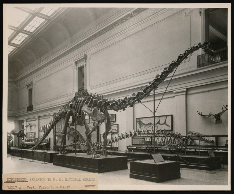 Antarctica’s First Dinosaur Bone Sat in a Museum Drawer for 40 Years
