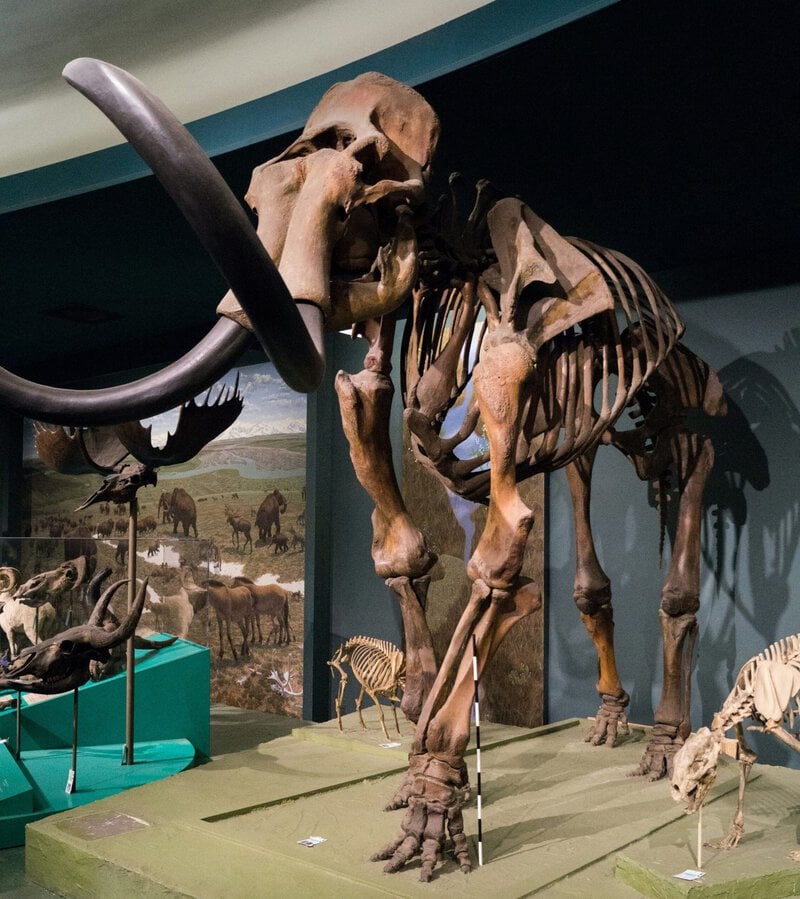 Ancient DNA Shows Ice Age Hunters Killed Female Woolly Mammoths 70% of the Time