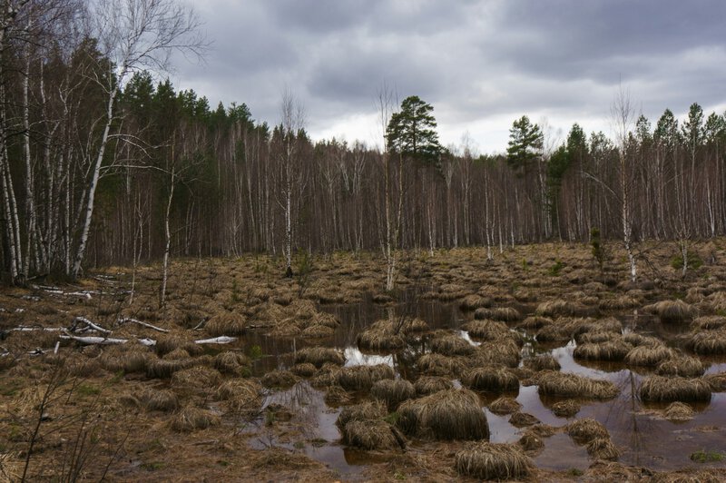 Clear-Cut Logging Can Make a 50-Year Flood Hit Every 3 Years