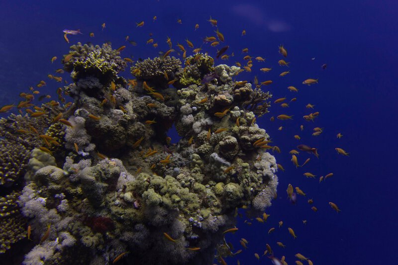 Species Presumed Extinct for 60 Years Found Alive by Underwater Drone