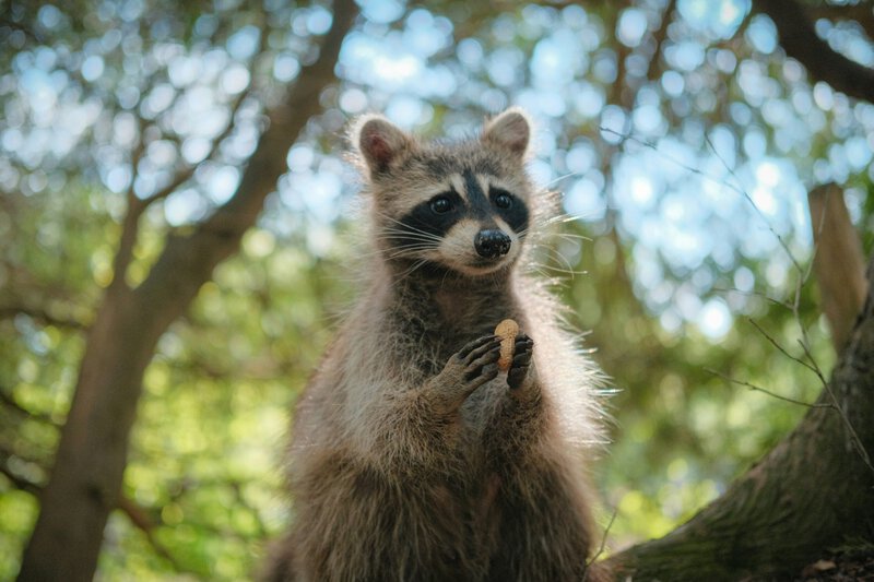 Viral Wildlife Fame Can Kill: What Jimothy’s Story Reveals