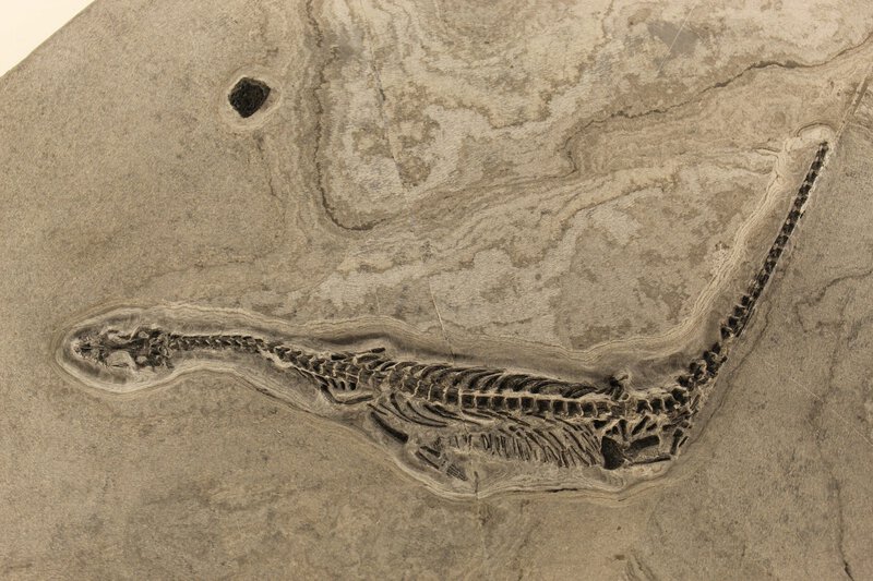 Fossil Preserves Liver, Stomach & Gut of a 245-Million-Year-Old Sea Reptile
