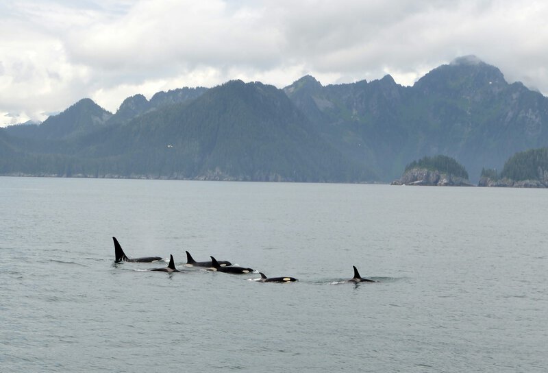Dolphin Captivity Rewires the Brain: What Decades of Research Found
