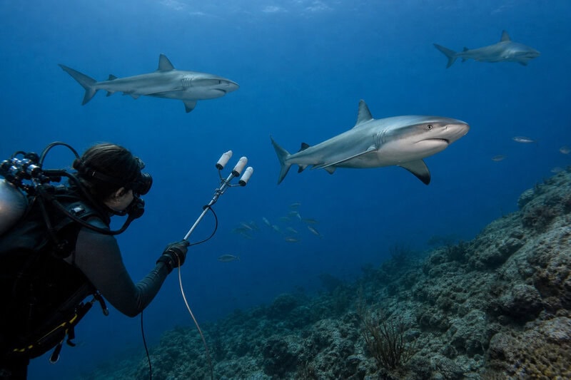 Sharks Make Clicking Sounds During Social Contact, Study Finds