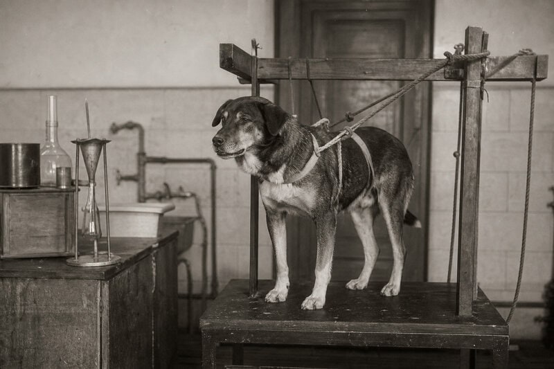 Pavlov’s Dogs Salivated Before the Bell — and Before There Was a Bell